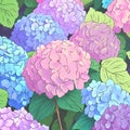 Beautiful colorful hydrangea flowers as background, top view Royalty Free Stock Photo